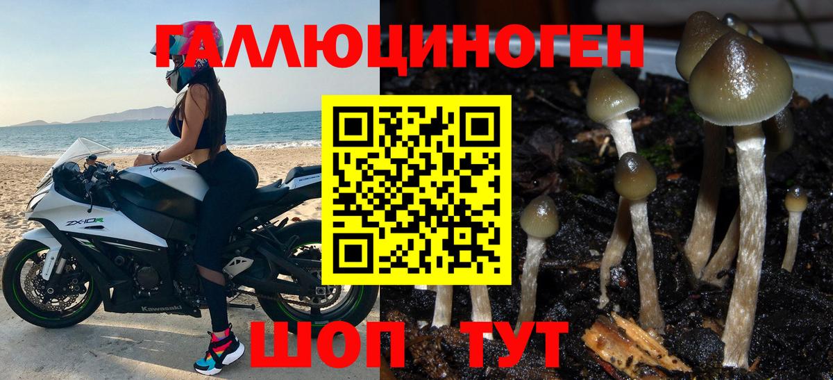 Северск  Галлюциногенные грибы Cubensis  Вход с VPN 
